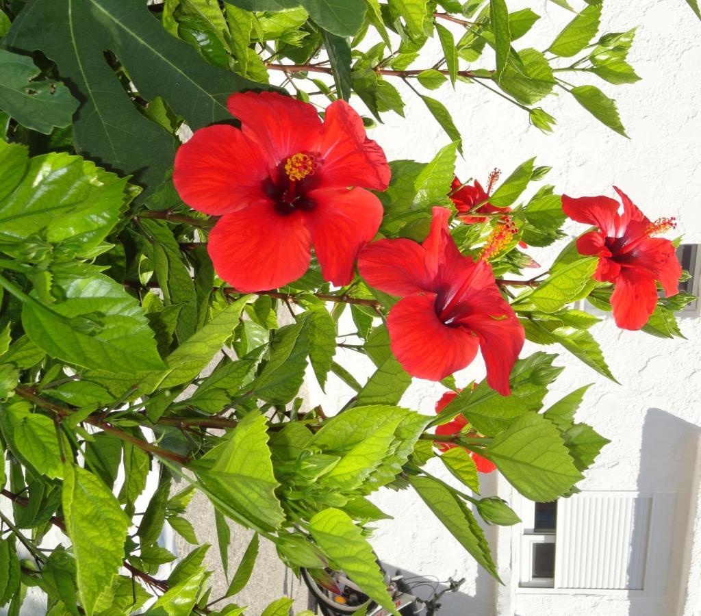 Elia Mare Apartment มัสติคารี ภายนอก รูปภาพ